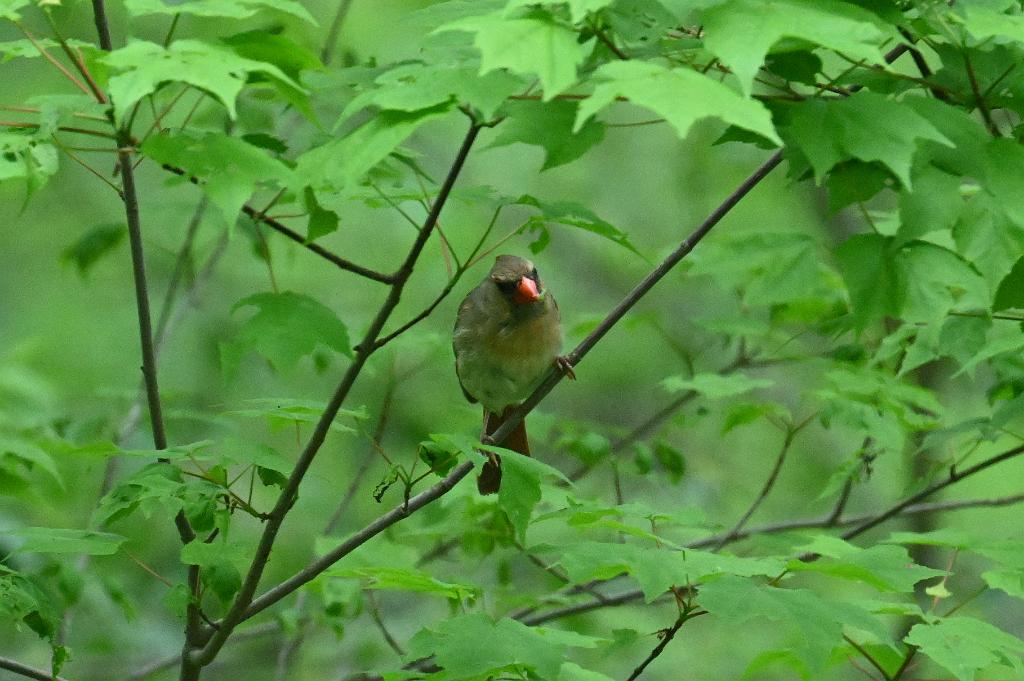2025-05148553 Broad Meadow Brook, MA.JPG - Northern Cardinal. Broad Meadow Brook Wildlife Sanctuary, MA, 5-14-2025